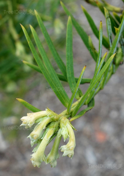 Cephalotaxus_sinensis_-_Longwood_Gardens_-_DSC00779 副本