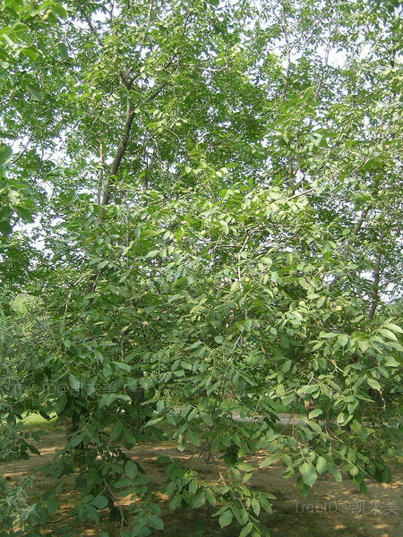 核桃1 树形002