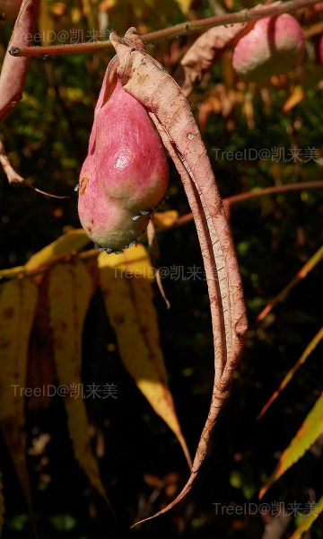Staghorn_Sumac_(Rhus_typhina)_Gall 副本