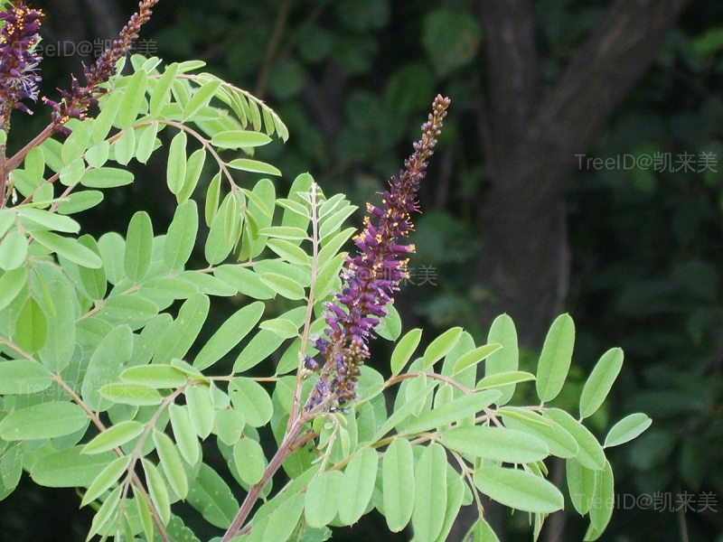 Amorpha_fruticosa_03-2