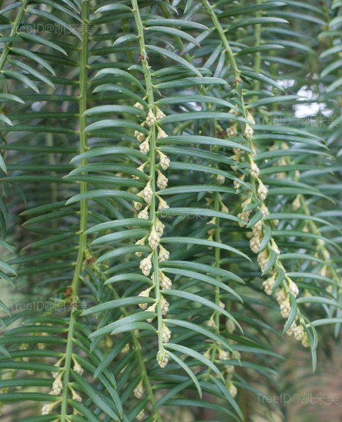 Cephalotaxus_sinensis_kz 副本