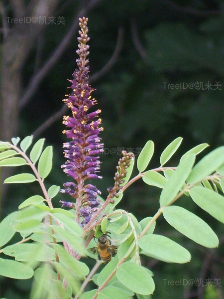 Amorpha_fruticosa_05 副本