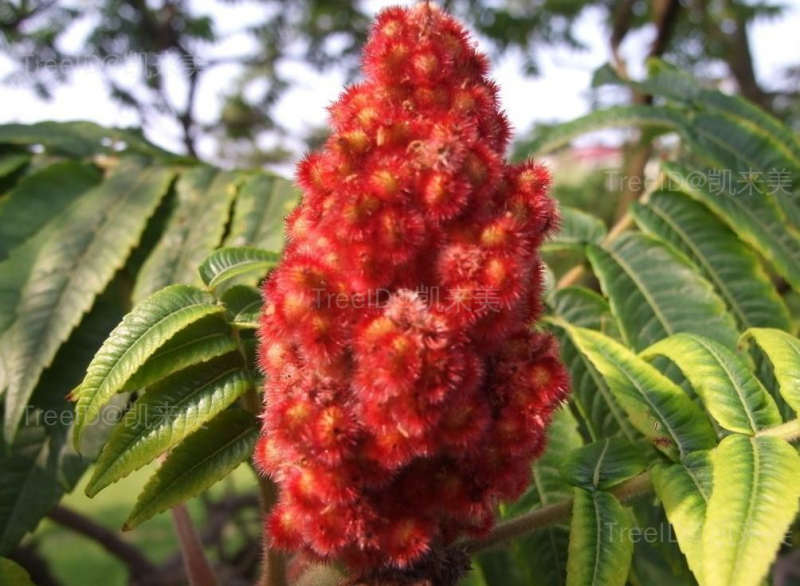 huojishu1