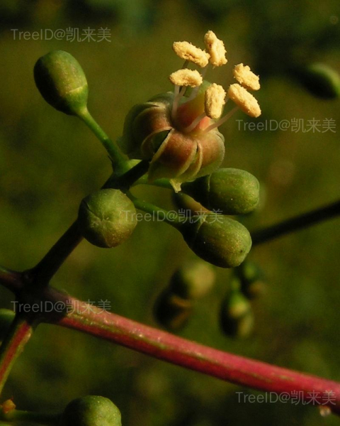 花