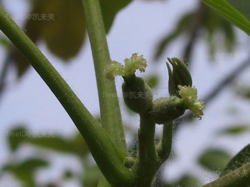 核桃5 雌花002