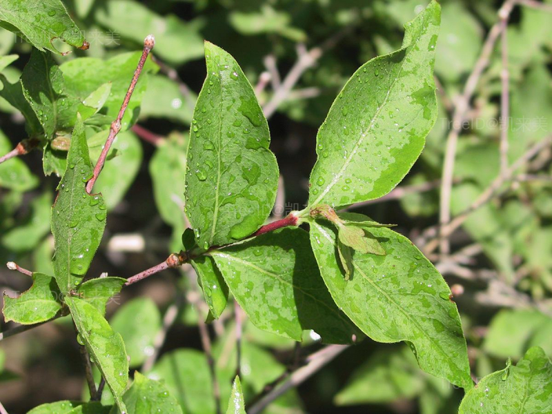 Abelia biflora _0022 (1)