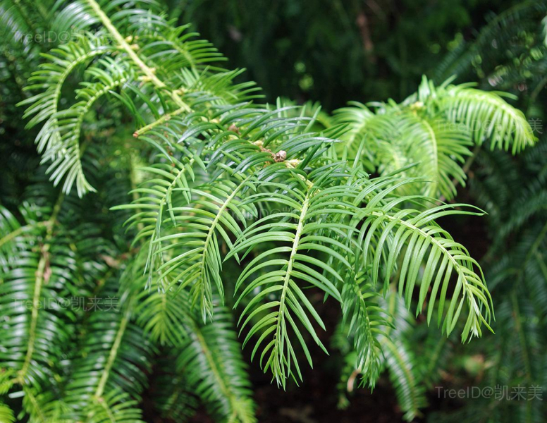 Cephalotaxus_sinensis_1