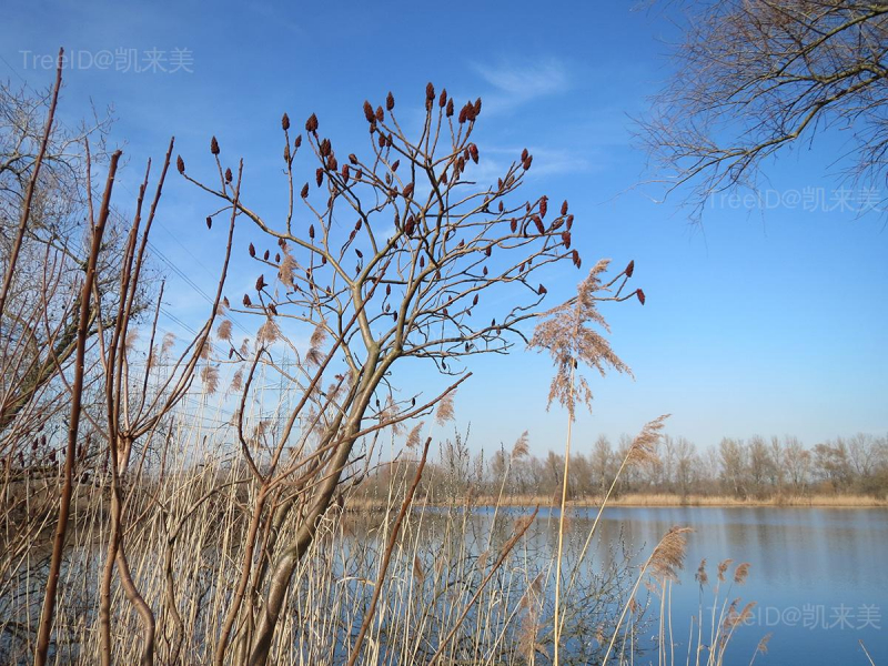 20150309Rhus_typhina1