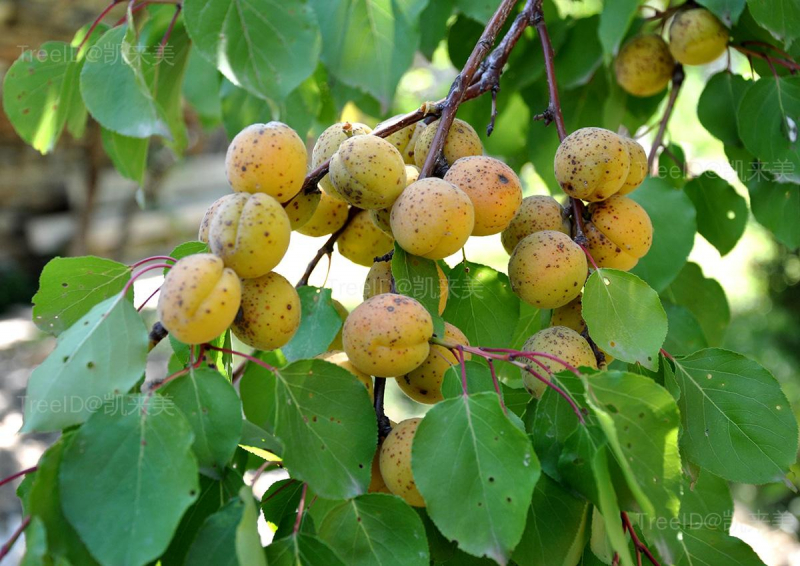 Armeniaca_vulgaris_Wild_Apricot_ჭერამი (2)