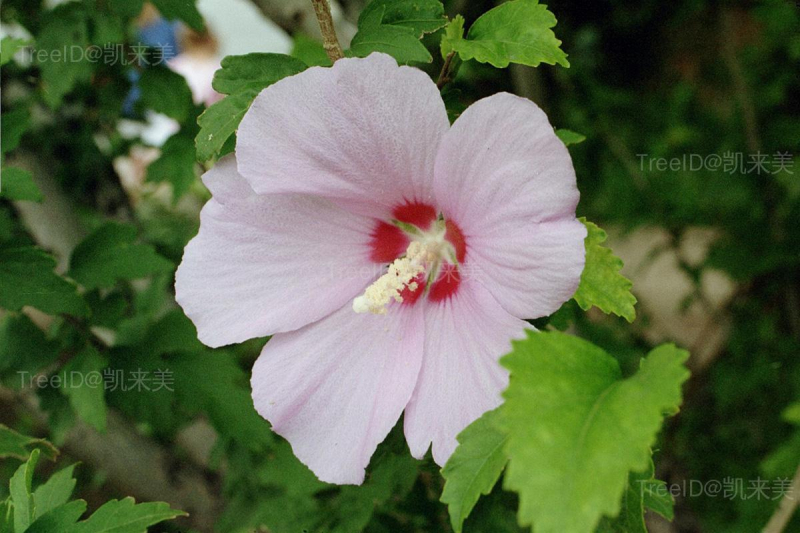 Hibiscus_Syriacus (2)