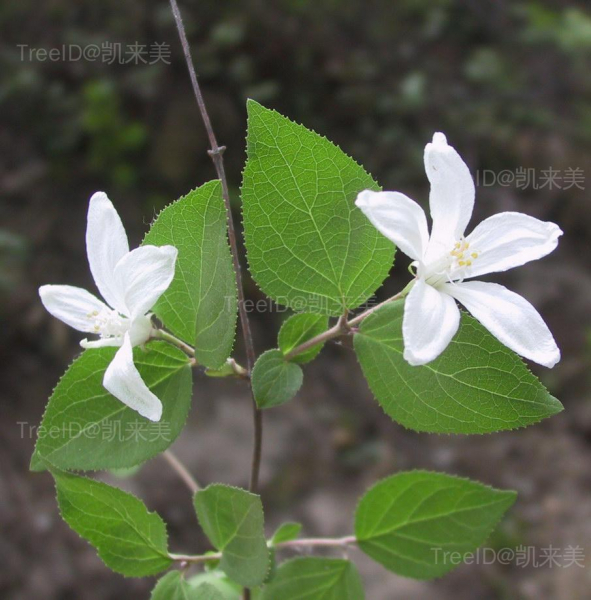 大花溲疏2 花枝_5.JPG