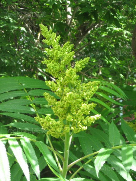 Male_staghorn_sumac_flower_at_early_stage_of_blooming.