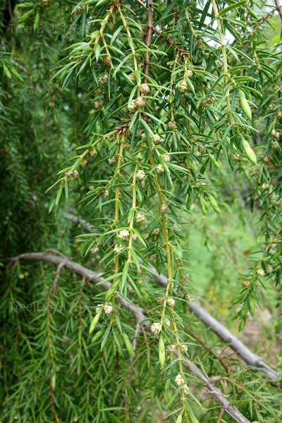 Juniperus_formosana_-_Tyler_Arboretum_-_DSC01848 副本