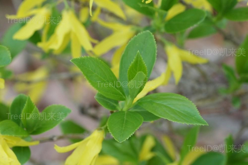 forsythia-suspensa-le-atal