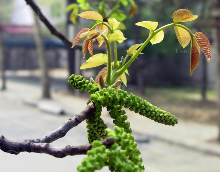 核桃4 雄花001