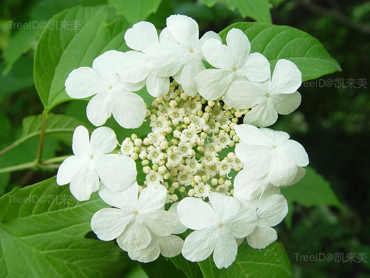 鸡树条荚迷3 花_1