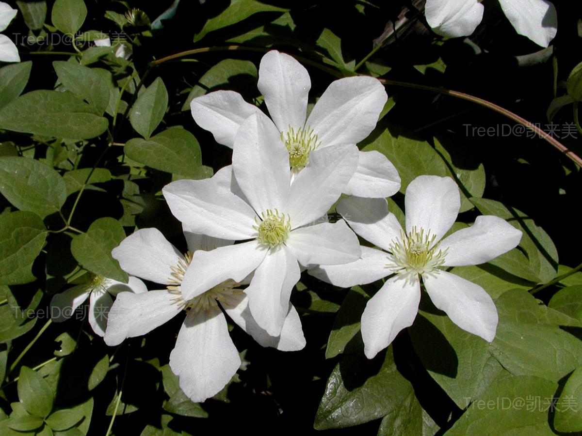 花