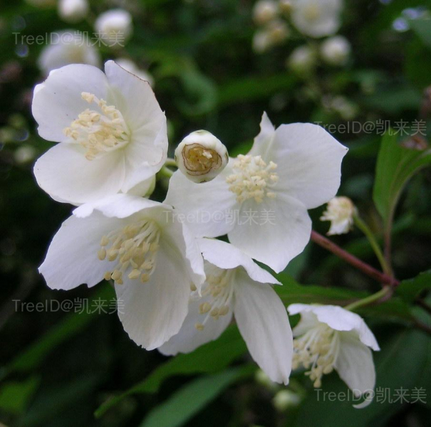 太平花2 花_3.JPG