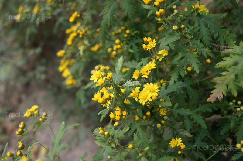 花