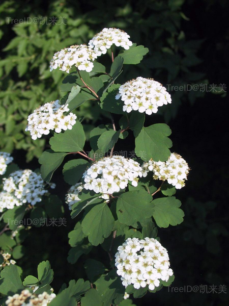 三裂绣线菊3 花序_2 副本