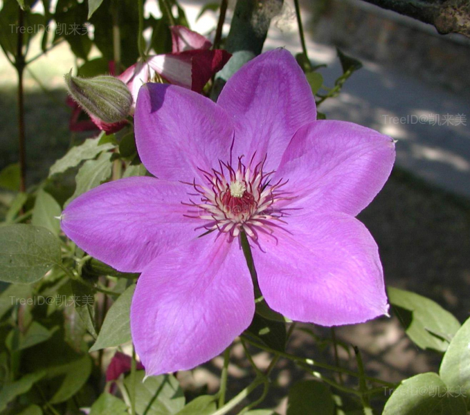 花