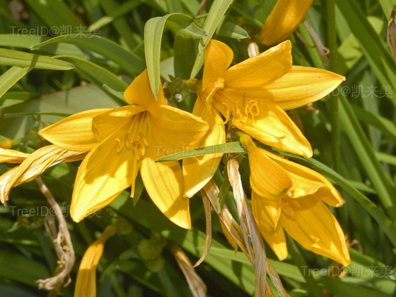 花