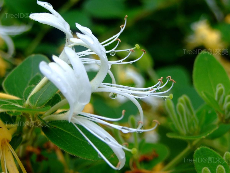 花