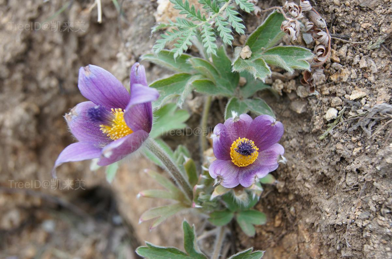 花