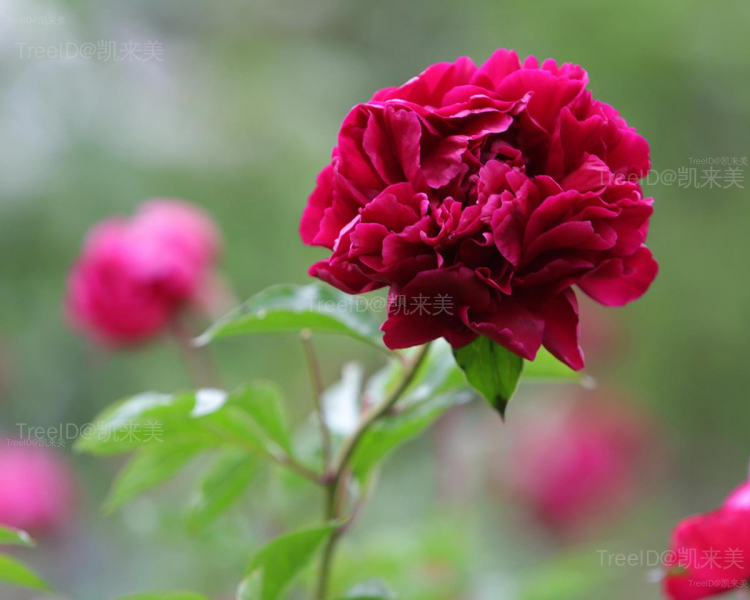 花 副本
