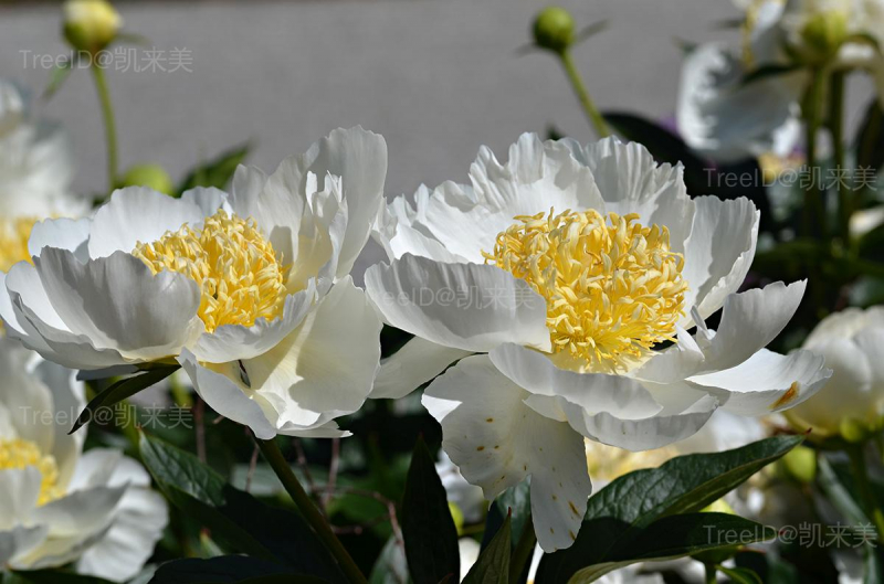 花
