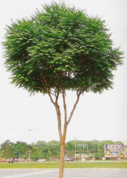 整株