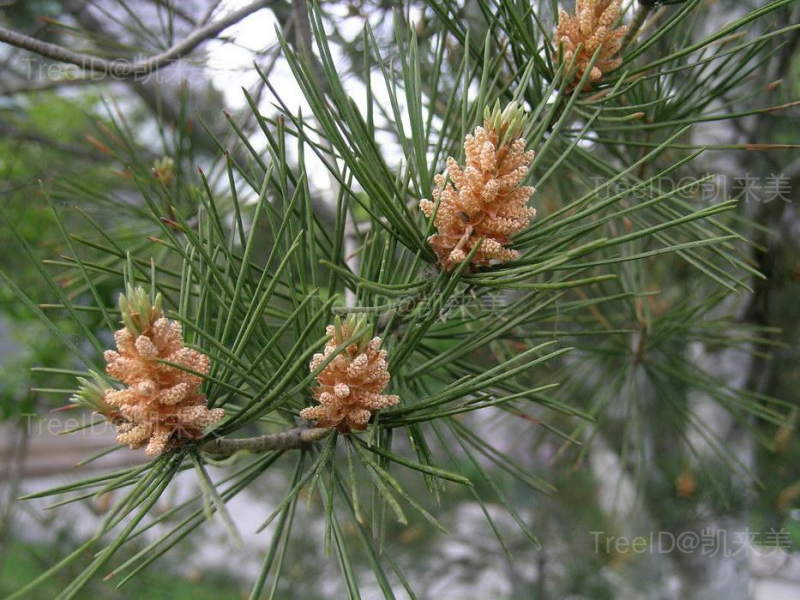 雄花