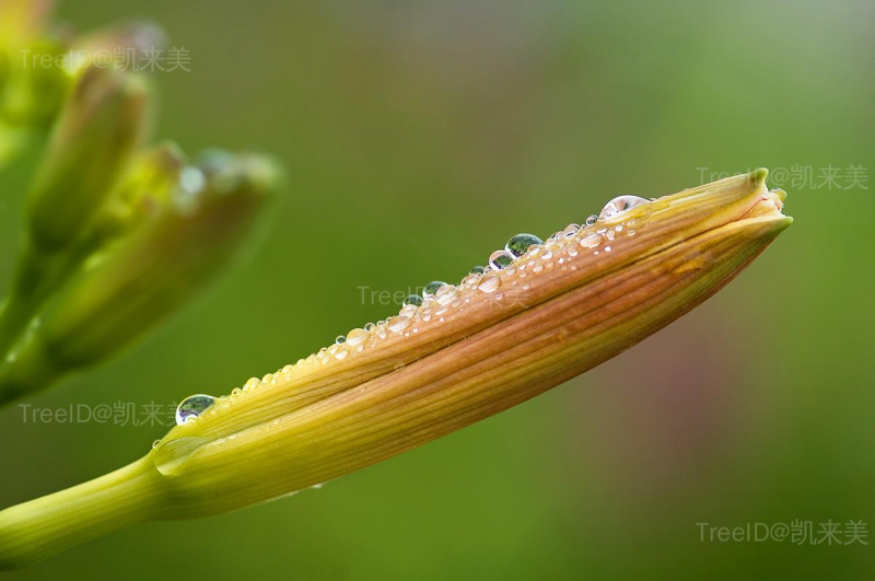 花蕾