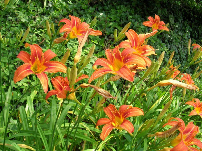 花