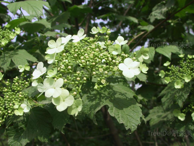 鸡树条荚迷3 花_2.JPG