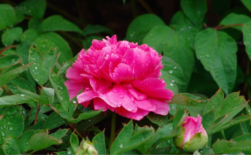 花