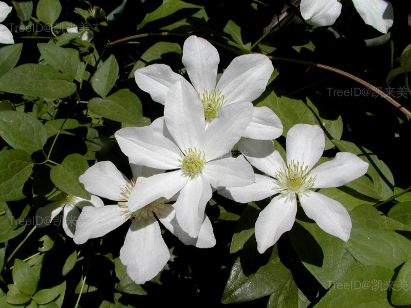 花