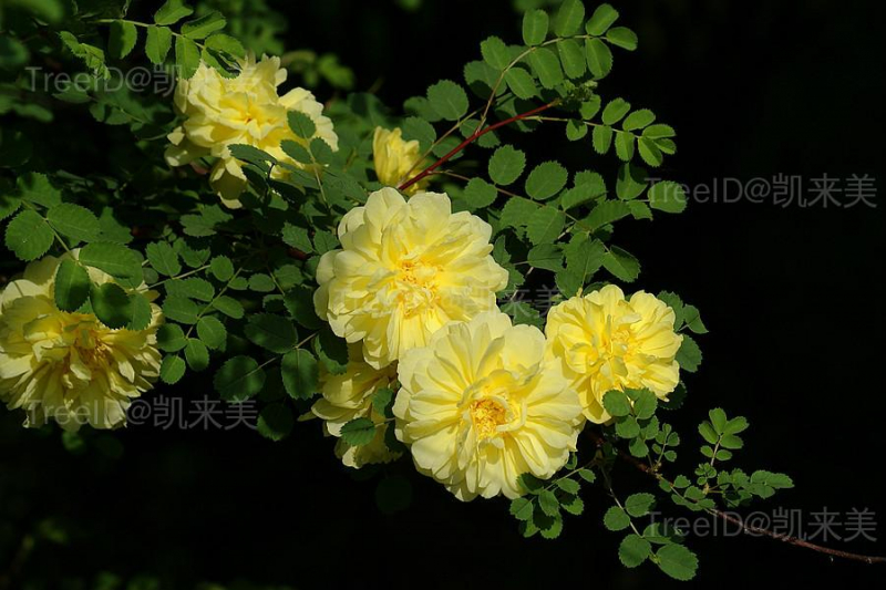 花