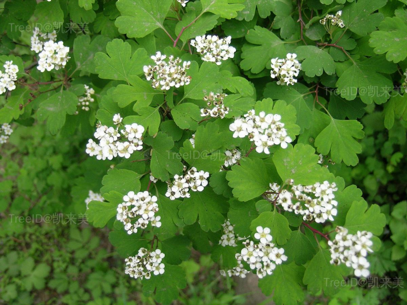 三裂绣线菊2 花枝_4