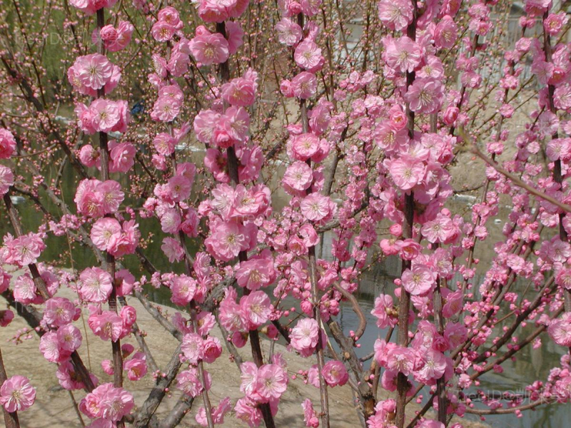 花枝