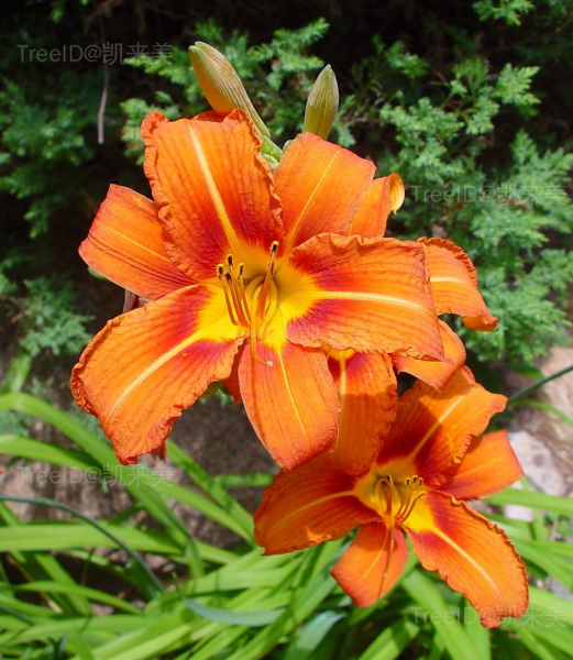 花