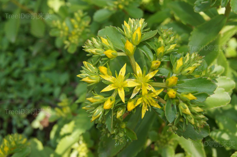花