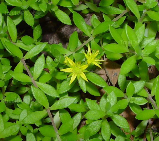 花