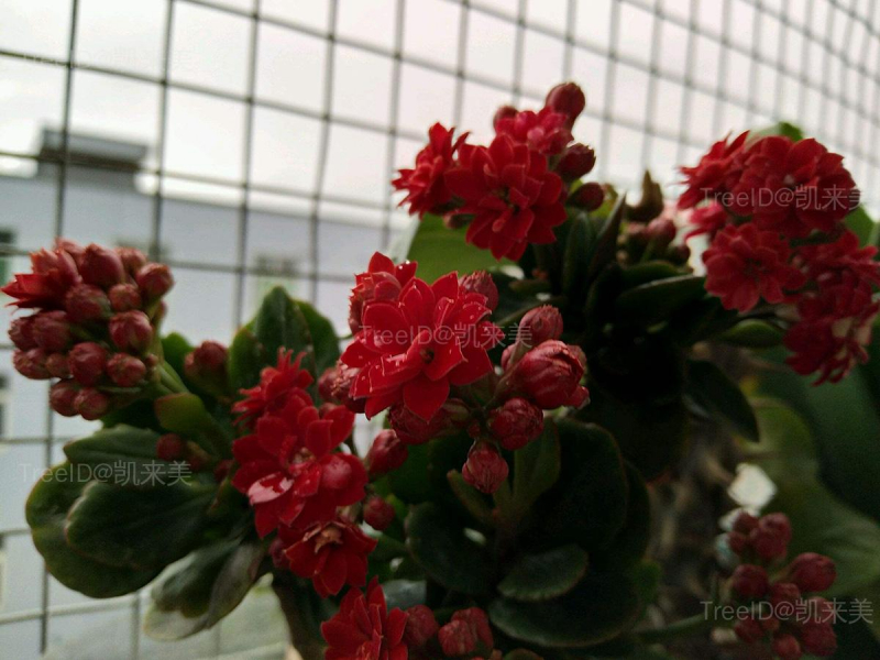 花