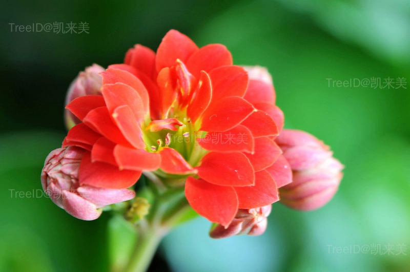 花