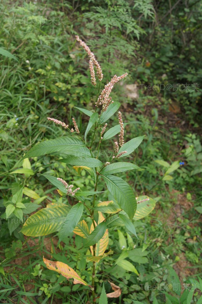 酸模叶蓼(蓼科)? 拷贝