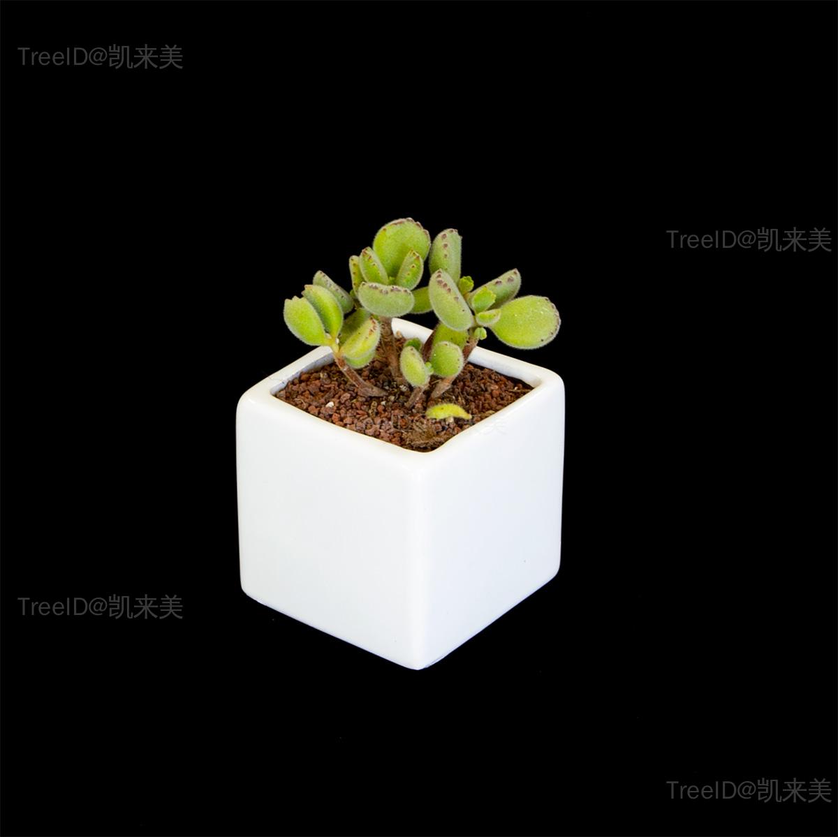 2 熊童子