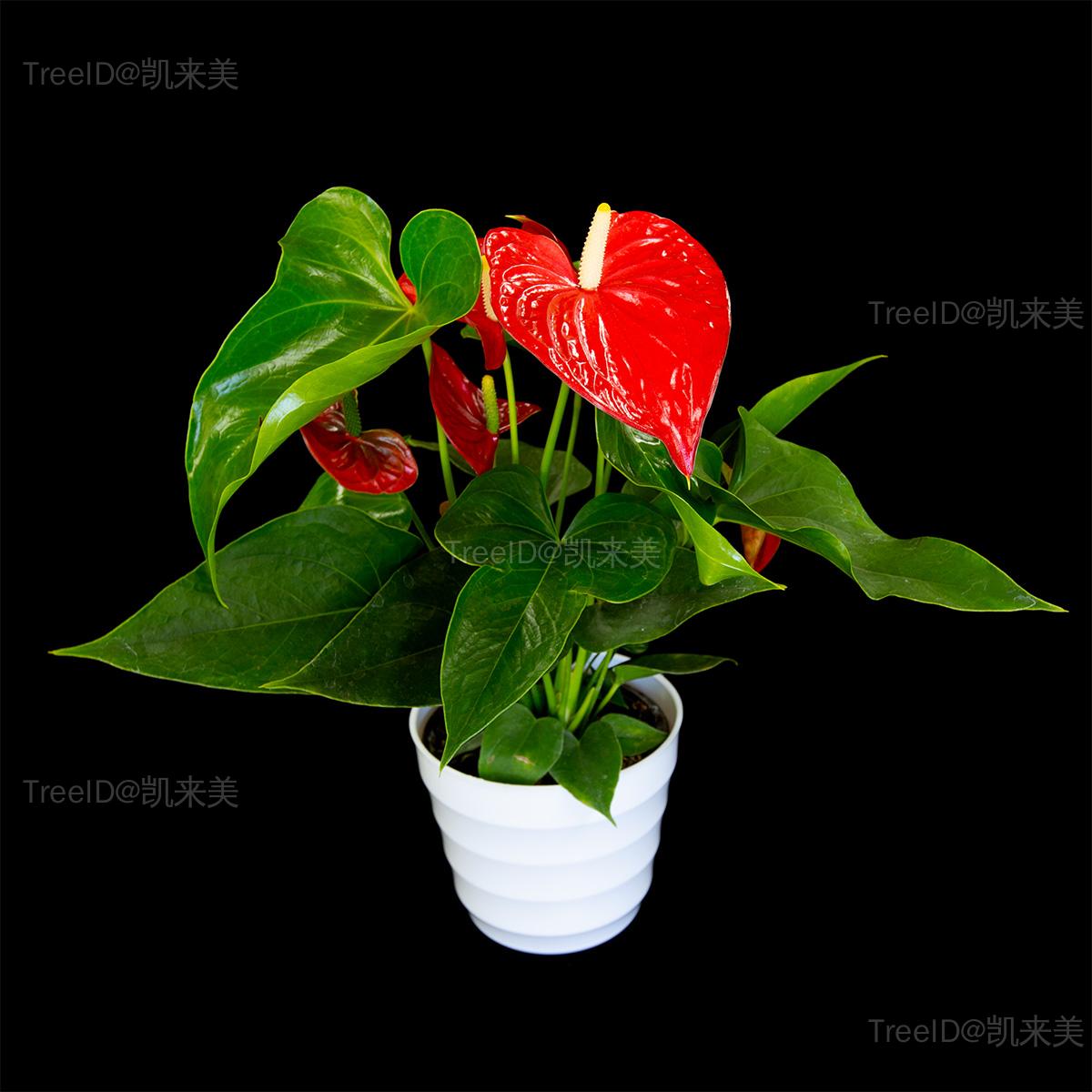 18 红掌