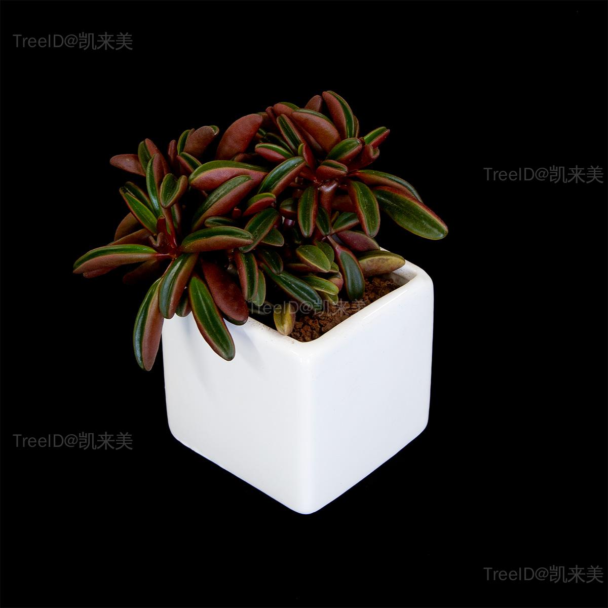 红背椒草