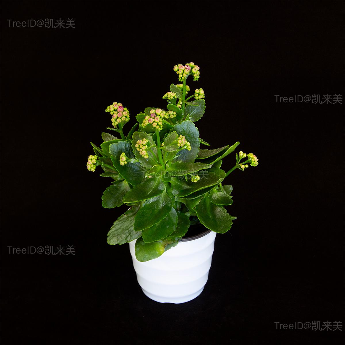 20 长寿花